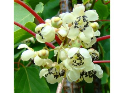 Actinidia arguta ´Weiki´ - samec