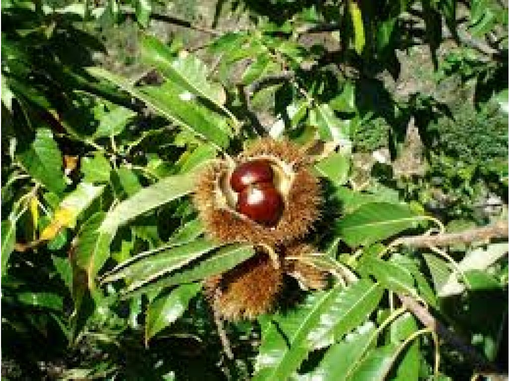 Castana sativa - kaštanovník jedlý - semenáček