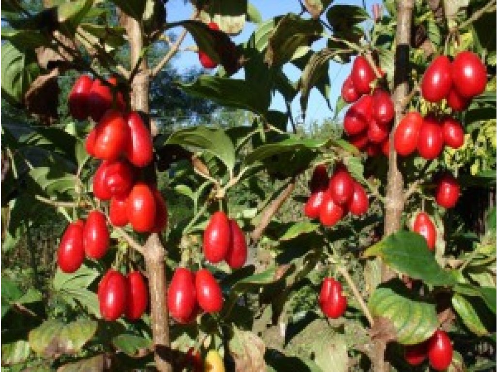 Cornus mas - dřín jedlý - semenáč