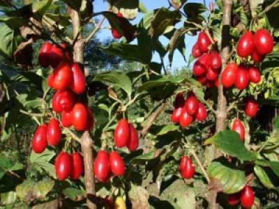 Cornus mas - dřín jedlý - semenáč