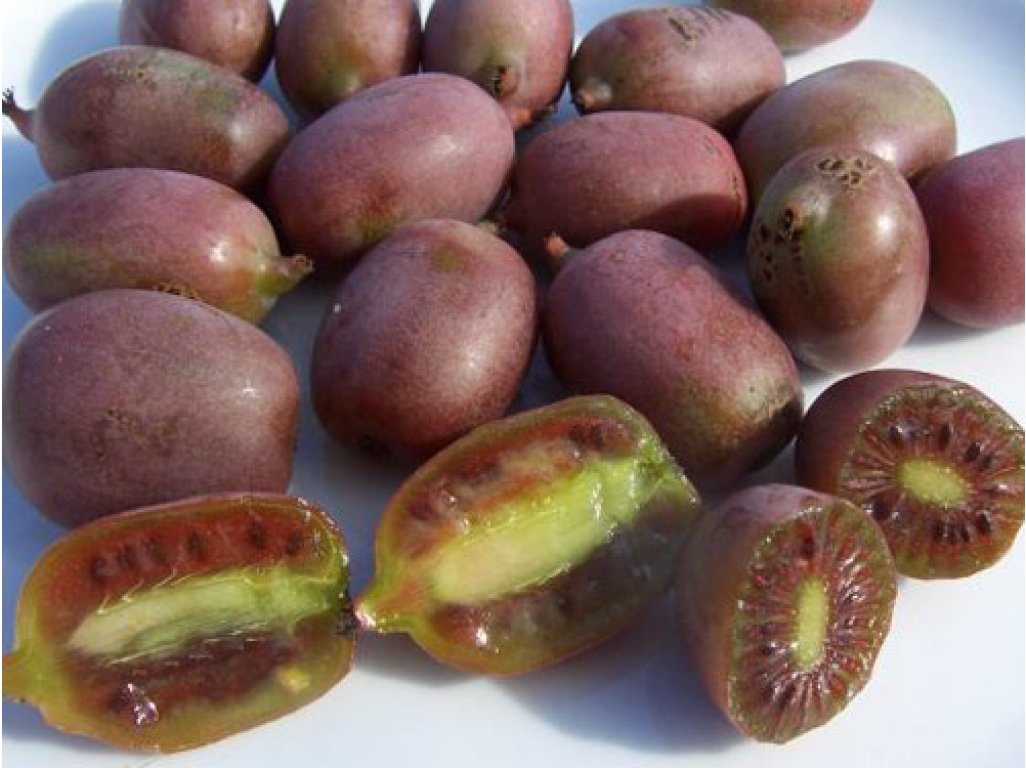 Actinidia arguta ´Ken´s Red´ - samičí odrůda