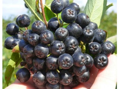 Aronia melanocarpa - semenáč