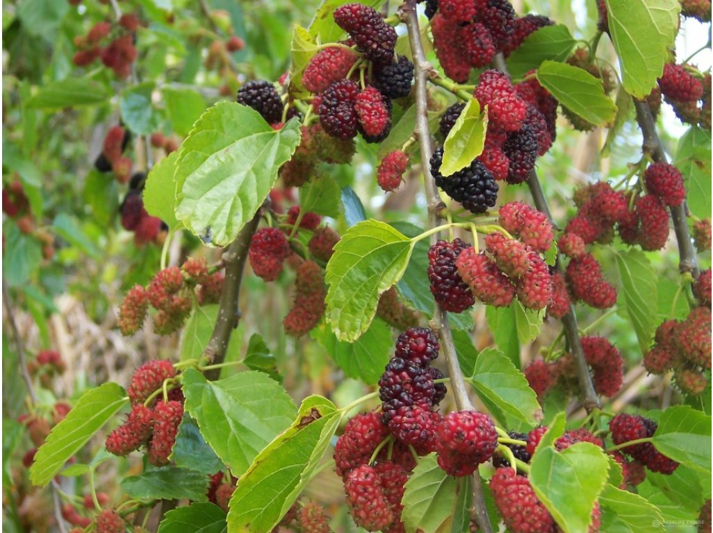 Morus sp. ´Shin´-Tso´ menšího vzrůstu