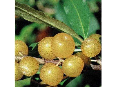 Elaeagnus umbellata ´Amber´ - hlošina okoličnatá - NEWS
