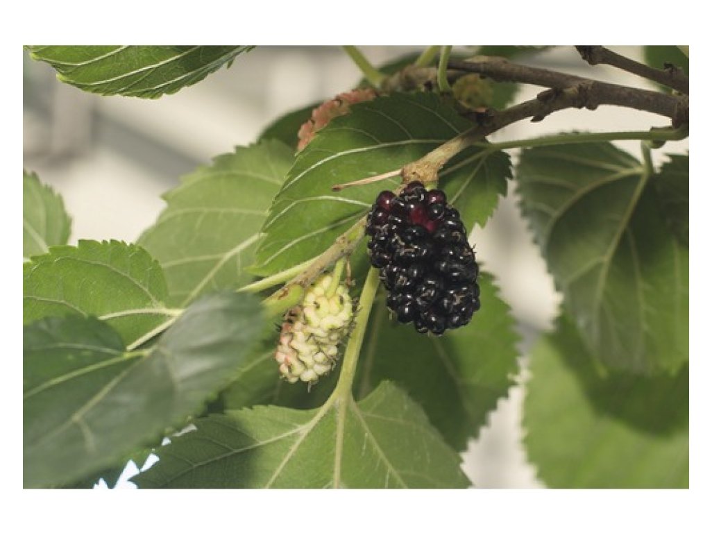 Moruše ´Mulle´ - zakrslá černoplodá