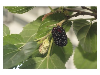 Moruše ´Mulle´ - zakrslá černoplodá