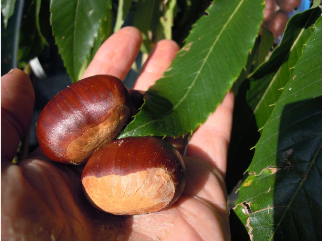 Castanea sativa ´Marrone di Marradi´