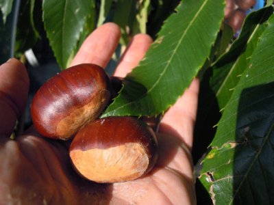 Castanea sativa ´Marrone di Marradi´