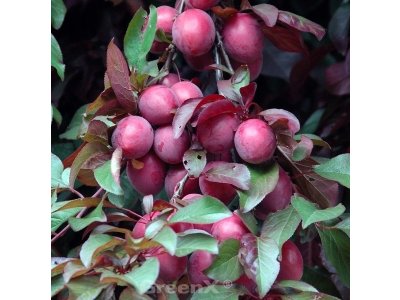 Prunus cerasifera ´Trailblazer´ - velkoplodý myrobalán červenolistá forma