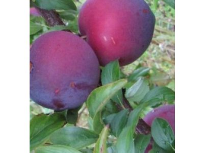 Prunus salicina ´Angeleno´ - Asijská švestka