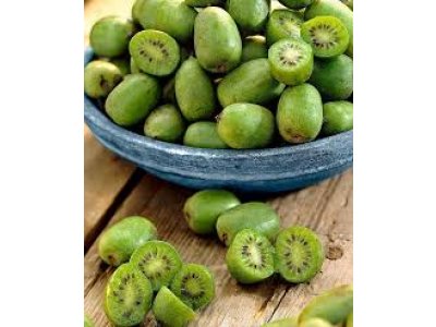 Actinidia arguta ´Japsai´ - samosprašná odrůda
