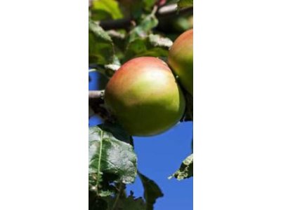 Malus domestica ´Mazánkův Zázrak´ - klasická odrůda