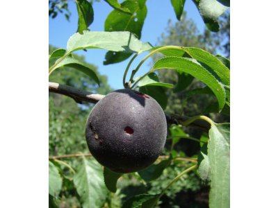 Prunus x dasycarpa ´Pirate´ - ČERNÁ MERUŇKA