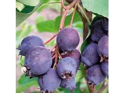 Amelanchier laevis ´Edelweiss´ - muchovník vejčitý /SUMMER 2026/