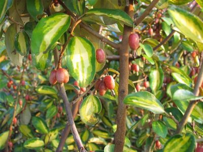 Elaeagnus ebbingei ´Limelight´ - stálezelená hlošina s jedlými plody
