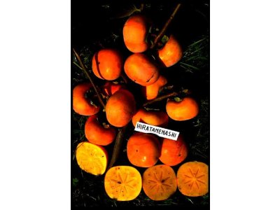 Diospyros kaki ´Hiratanenashi´ - japanese persimmon AKCE