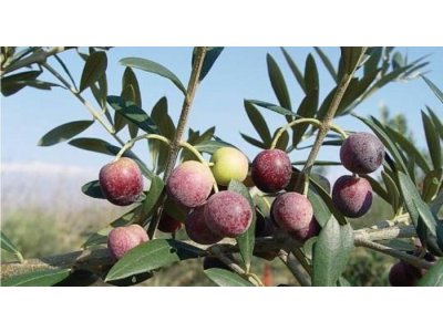 Olea europaea ´Promodros´ - olivovník evropský