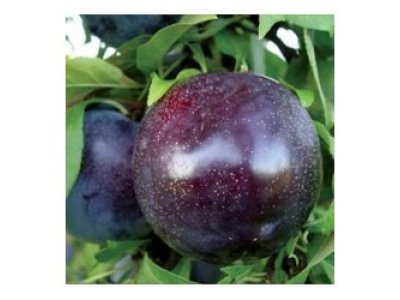 Prunus salicina ´Black Sun´ - Asijská švestka