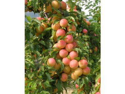 Prunus salicina ´Early Golden´ - asijská švestka