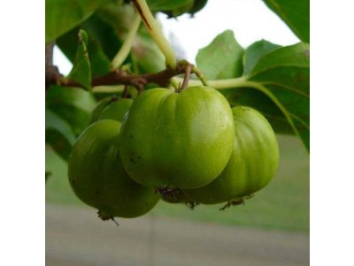 Actinidia arguta ´Chang Bai Giant´ - NOVINKA