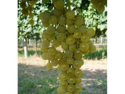 Vitis vinifera ´PÖLÖSKEI MUSKAT´ - vinná réva bílá odrůda