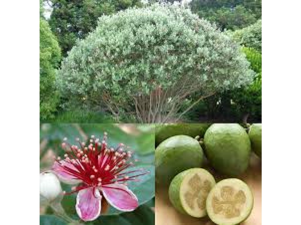 Feijoa sellowiana - fejchoa - /Acca/ - podzimní akce