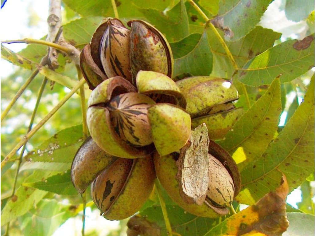 Carya illinoinensis ´Snaps´ - pekan - SEMENÁČ - /seedling/