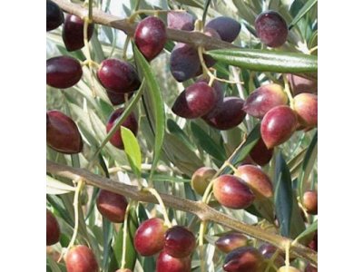 Olea europaea ´Koroneiki´ - olivovník evropský