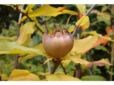 Mespilus germanica ´Moravske Lieskove´ - mišpule německá  /SUMMER 2026/