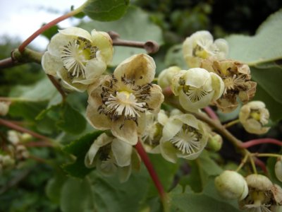 Actinidia arguta ´ Prince Jumbo´ - univerzální samec