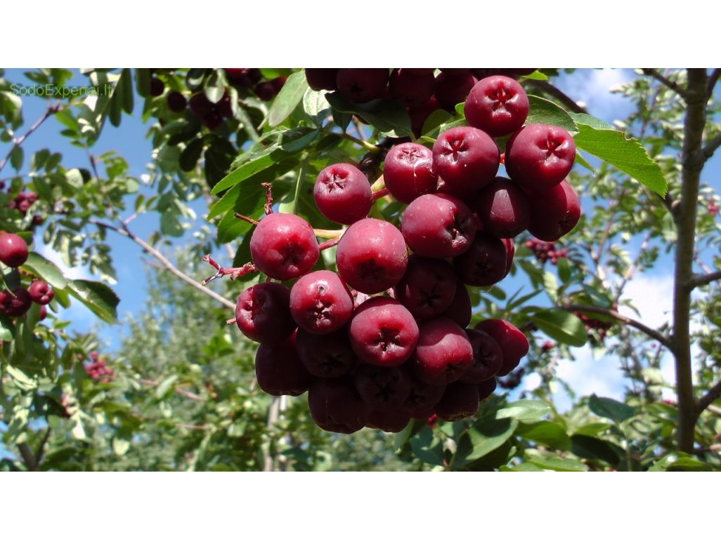 Sorbus ´Granatnaja´ - jeřáb