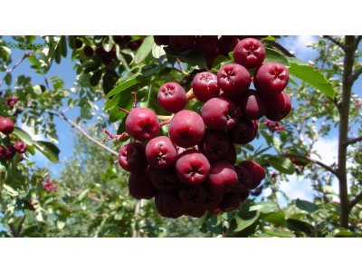 Sorbus ´Granatnaja´ - jeřáb
