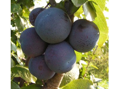 Prunus salicina ´Nagrada´ - asijská švestka