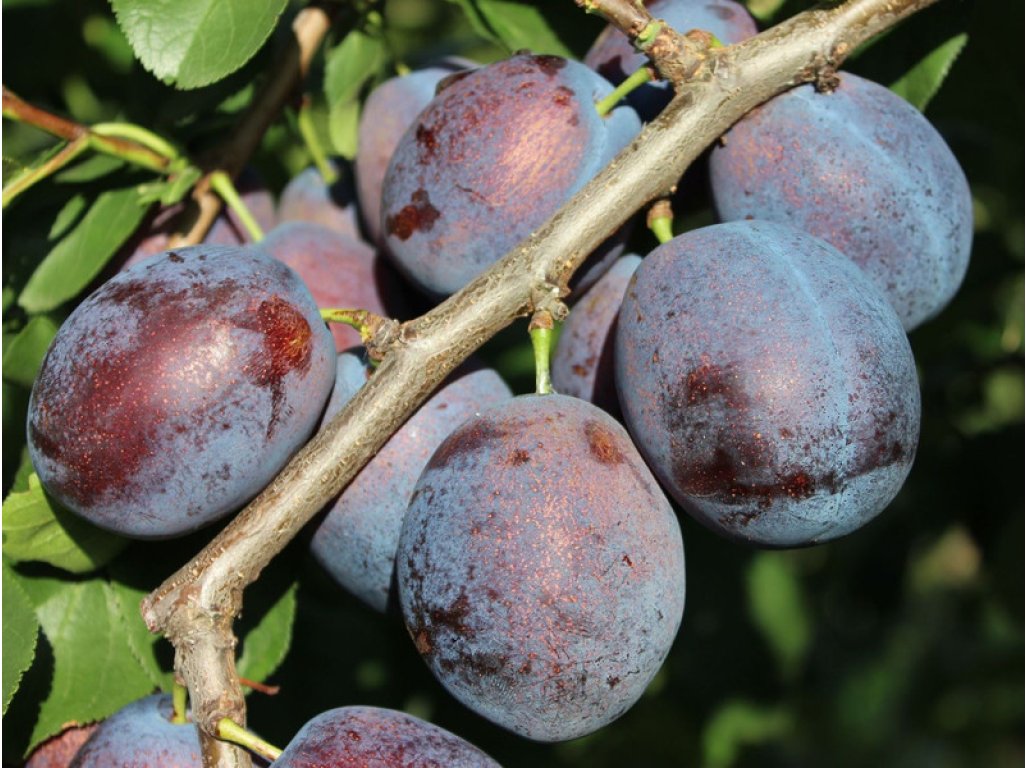 Prunus domestica ´Toptaste´ - velmi kvalitní švestka