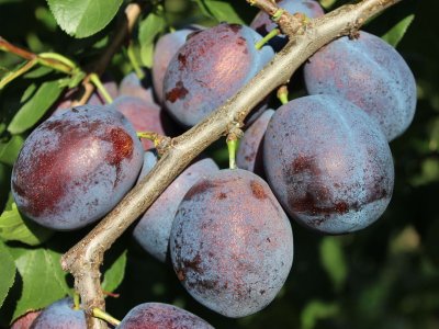 Prunus domestica ´Toptaste´ - velmi kvalitní švestka