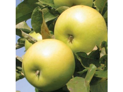 Malus domestica ´Goldlane´ - sloupovitá odrůda