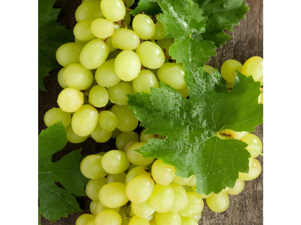 Vitis vinifera ´Lakemont´ - vinná réva bezsemenná bílá