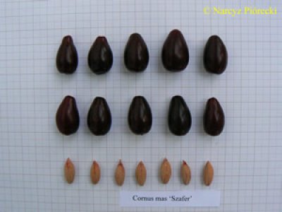 Cornus mas ´Szafer´ - dřín jedlý velkoplodý