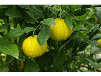 Citrus ichangensis ´ICHANG PAPEDA - IVIA´ Swingle