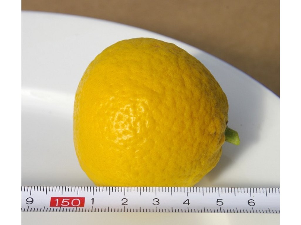 Citrus sp. ´Trifeola´