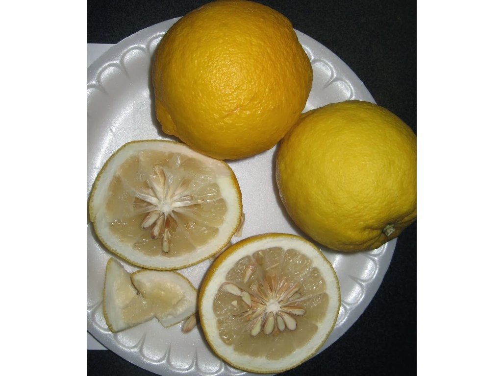 Citrus wilsonii ´Ichang Lemon´ (CRC1215)