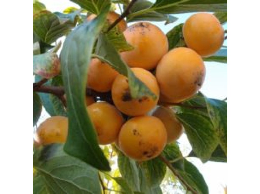 Diospyros x hybrida ´Boží Dar´  - hardy persimmon /diospyros lotus /summer 2026/