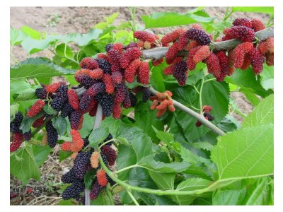 Morus ´Gerardii´s Dwarf´ - zakrslá odrůda moruše