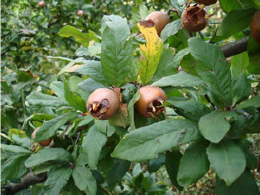 Mespilus germanica ´Delice des Vannes´ - mišpule německá