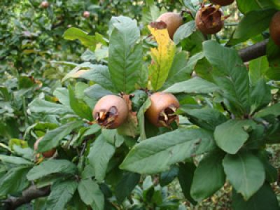 Mespilus germanica ´Delice des Vannes´ - mišpule německá