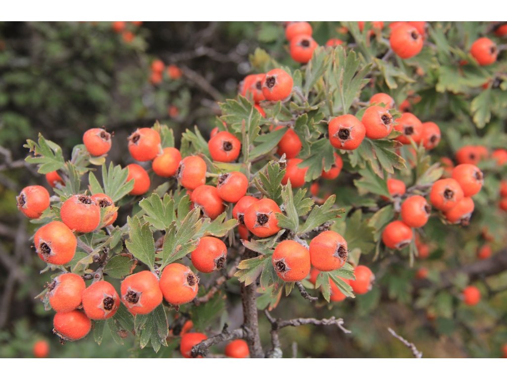 Crataegus orientalis - hloh východní