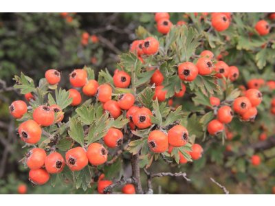 Crataegus orientalis - hloh východní