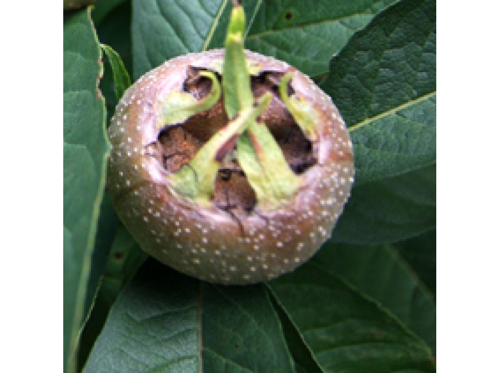 Mespilus germanica ´Bredase Reus´ - mišpule německá