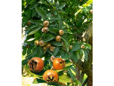 Mespilus germanica ´Szentesi Rózsa´ - mišpule německá  /SUMMER 2026/