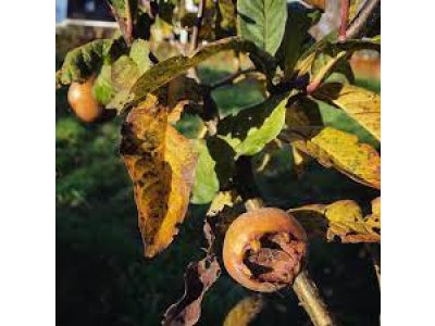 Mespilus germanica ´Boom en Vrucht´ - mišpule německá